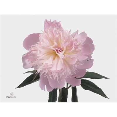 Paeonia Alertie