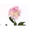 Paeonia Angel Cheeks
