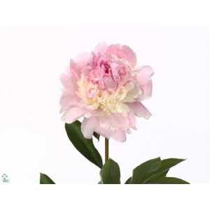 Paeonia Angel Cheeks