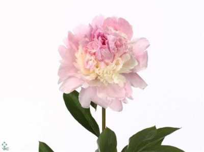 Paeonia Angel Cheeks