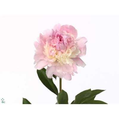 Paeonia Angel Cheeks