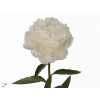 Paeonia Bowl Of Cream