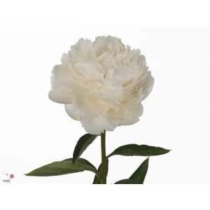 Paeonia Bowl Of Cream