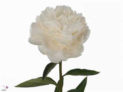 Paeonia Bowl Of Cream