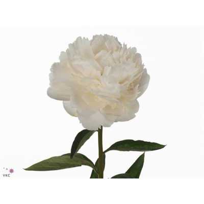 Paeonia Bowl Of Cream
