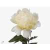 Paeonia Bridal Shower