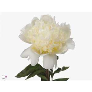 Paeonia Bridal Shower