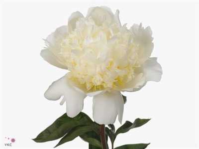 Paeonia Bridal Shower