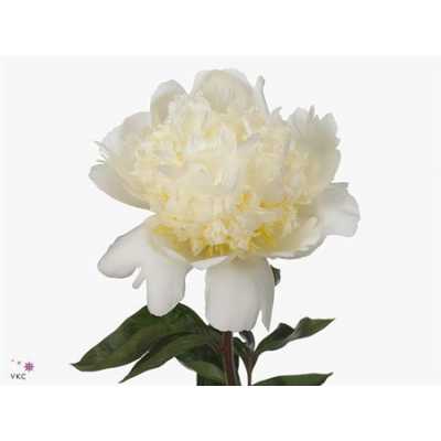 Paeonia Bridal Shower
