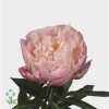Paeonia Catharina Fontijn