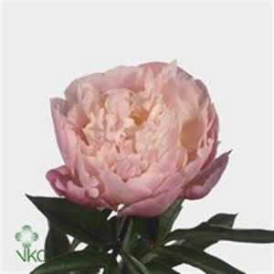 Paeonia Catharina Fontijn