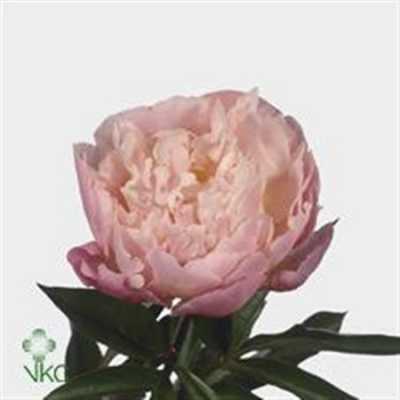 Paeonia Catharina Fontijn