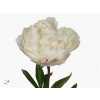 Paeonia Class Act