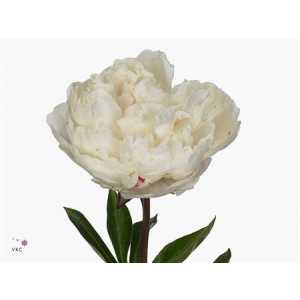 Paeonia Class Act