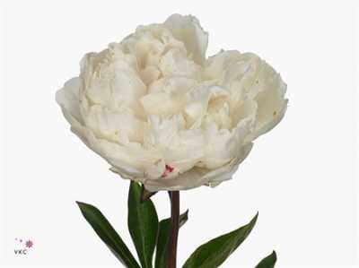 Paeonia Class Act