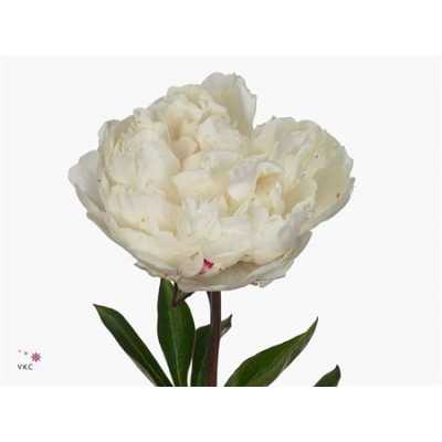 Paeonia Class Act