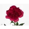 Paeonia Command Performance