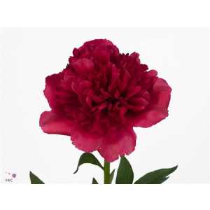 Paeonia Command Performance