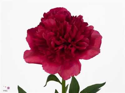 Paeonia Command Performance