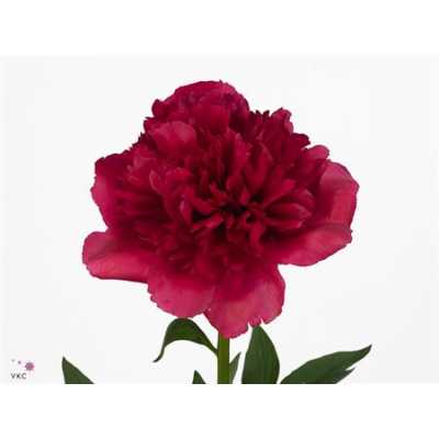 Paeonia Command Performance