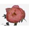 Paeonia Coral Charm