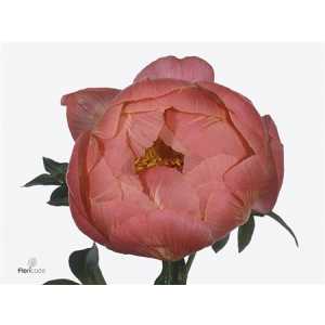 Paeonia Coral Charm