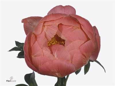 Paeonia Coral Charm
