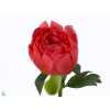 Paeonia Coral Sunset Ex