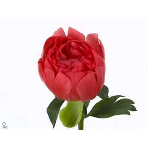Paeonia Coral Sunset Ex