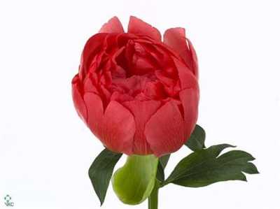 Paeonia Coral Sunset Ex