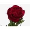 Paeonia Diana Parks