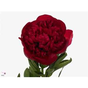 Paeonia Diana Parks