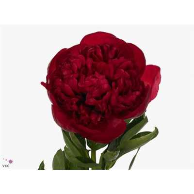 Paeonia Diana Parks