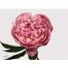 Paeonia Dr A Fleming