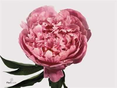 Paeonia Dr A Fleming