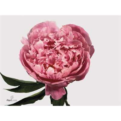 Paeonia Dr A Fleming