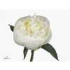 Paeonia Duchesse D Nemo