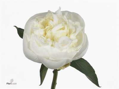 Paeonia Duchesse D Nemo