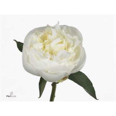 Paeonia Duchesse D Nemo