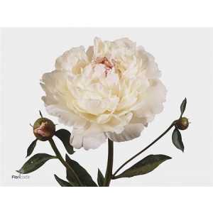 Paeonia Festiva Maxima