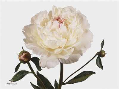 Paeonia Festiva Maxima