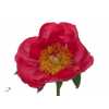 Paeonia Flame