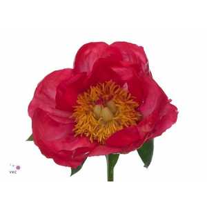 Paeonia Flame