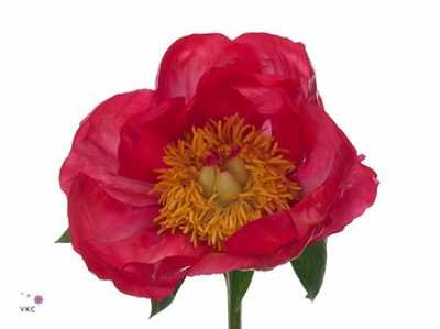 Paeonia Flame