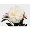 Paeonia Gardenia