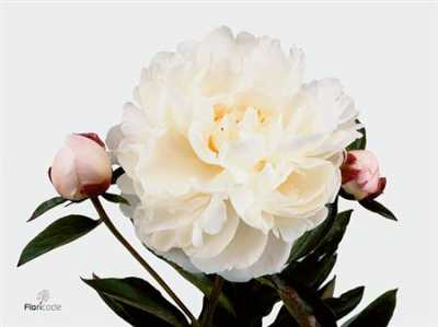 Paeonia Gardenia