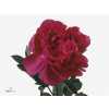 Paeonia Kansas