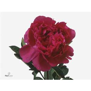 Paeonia Kansas