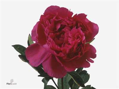 Paeonia Kansas