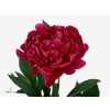 Paeonia Louis Van Houtte